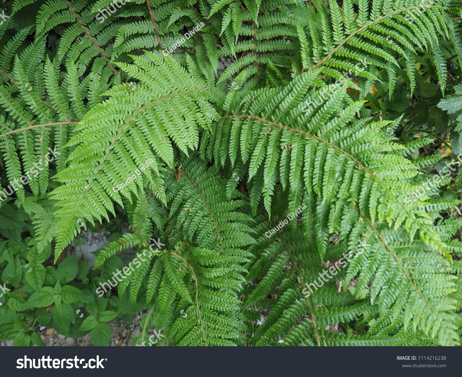 <p>What plant is this</p>