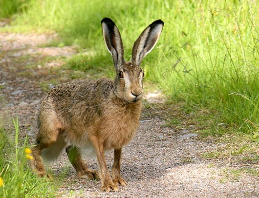<p><em>Lepus europaeus</em></p>