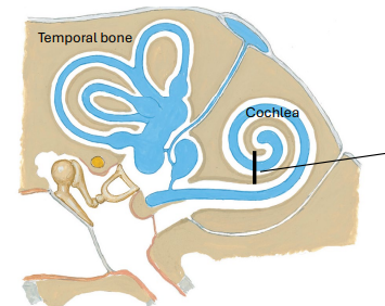 <p>Cochlea</p>