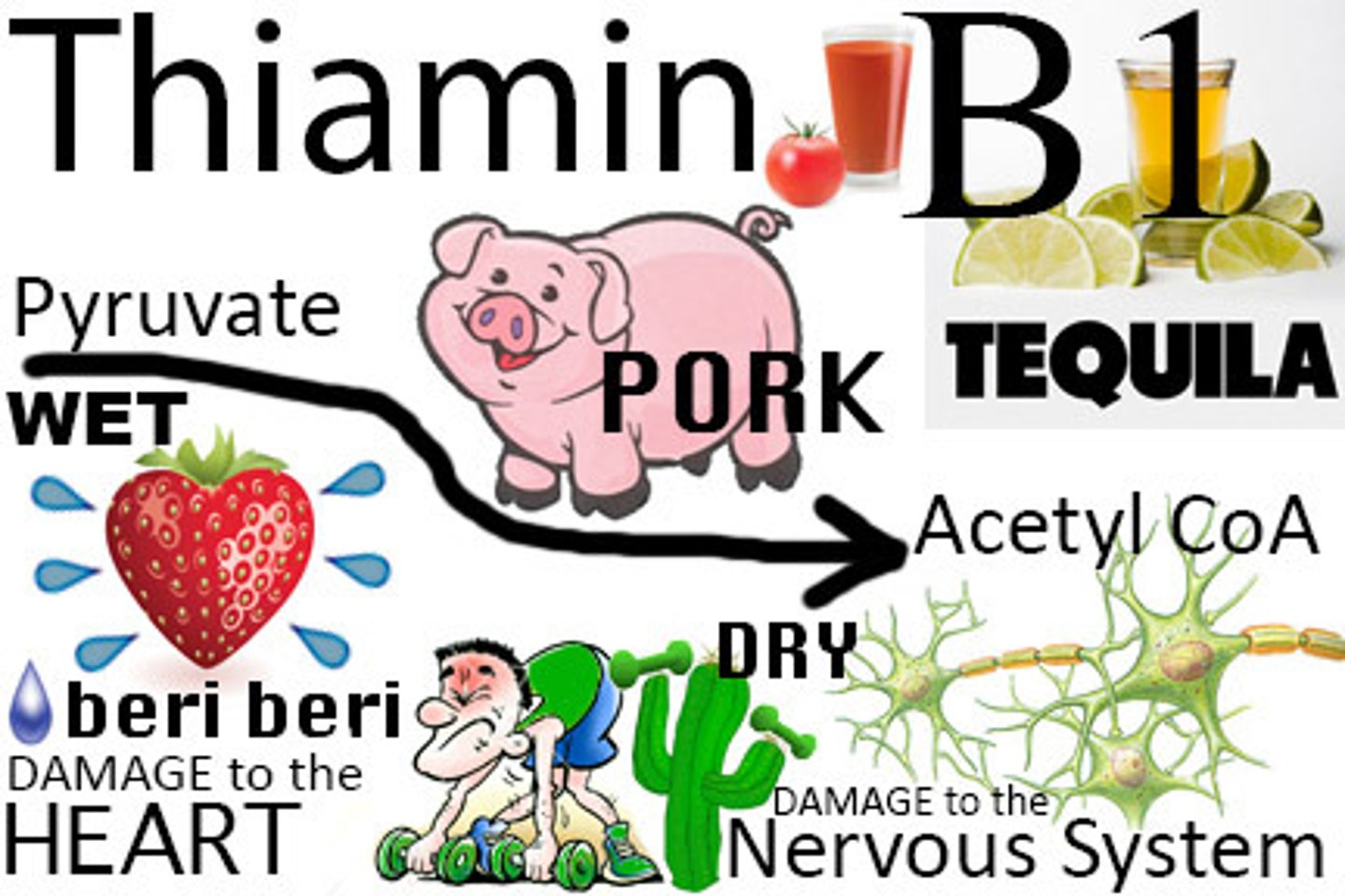<p>deficiency = Beriberi; Sources = pork, grains, legumes</p>