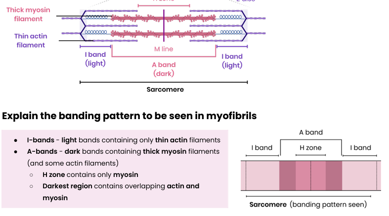 <ul><li><p>I bands are light because they contain only thin actin filaments.</p></li><li><p>A bands are dark because they contain thick myosin filaments and some actin filaments</p><ul><li><p>H zone only contains myosin</p></li><li><p>Darkest region contains overlapping actin and myosin.</p></li></ul></li></ul><p></p>