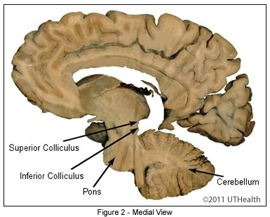 <p>metencephalon</p>