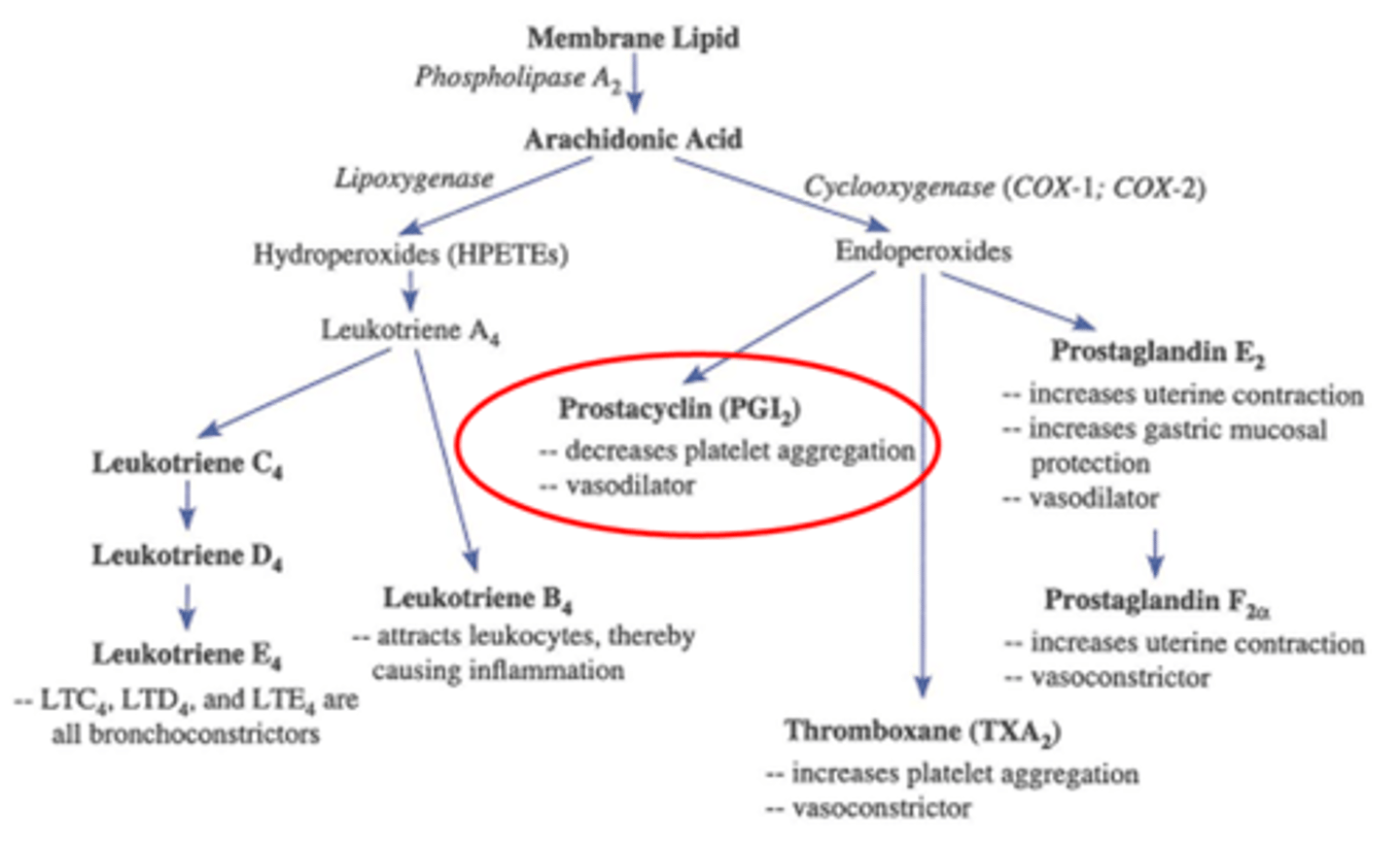 <p>Decr platelet aggregation + promotes vasodilation </p>