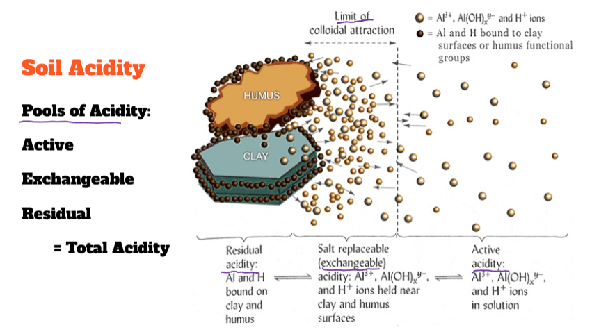 Pools of Acidity: Active Exchangeble, residual = total acidity