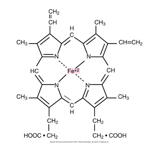 <p>Protoporhyrin IX + Fe2+ </p>