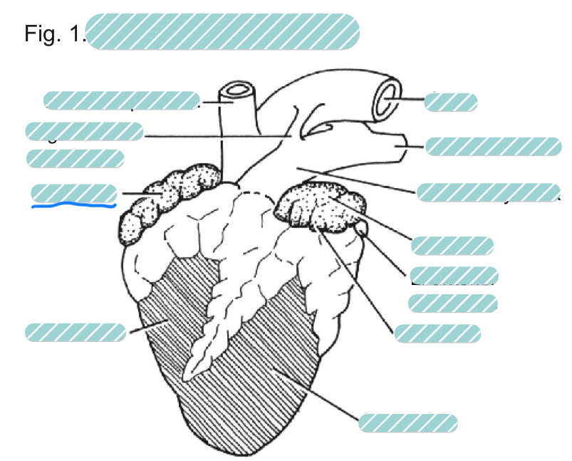 <p>What is the underlined label?</p>