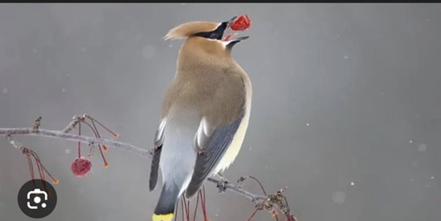 <p>Soft, silky plumage, crested head, black mask, and distinctive red wax like tips on wing feathers</p>