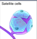 <p>What do satellite cells do and in what nervous system are they in?</p>