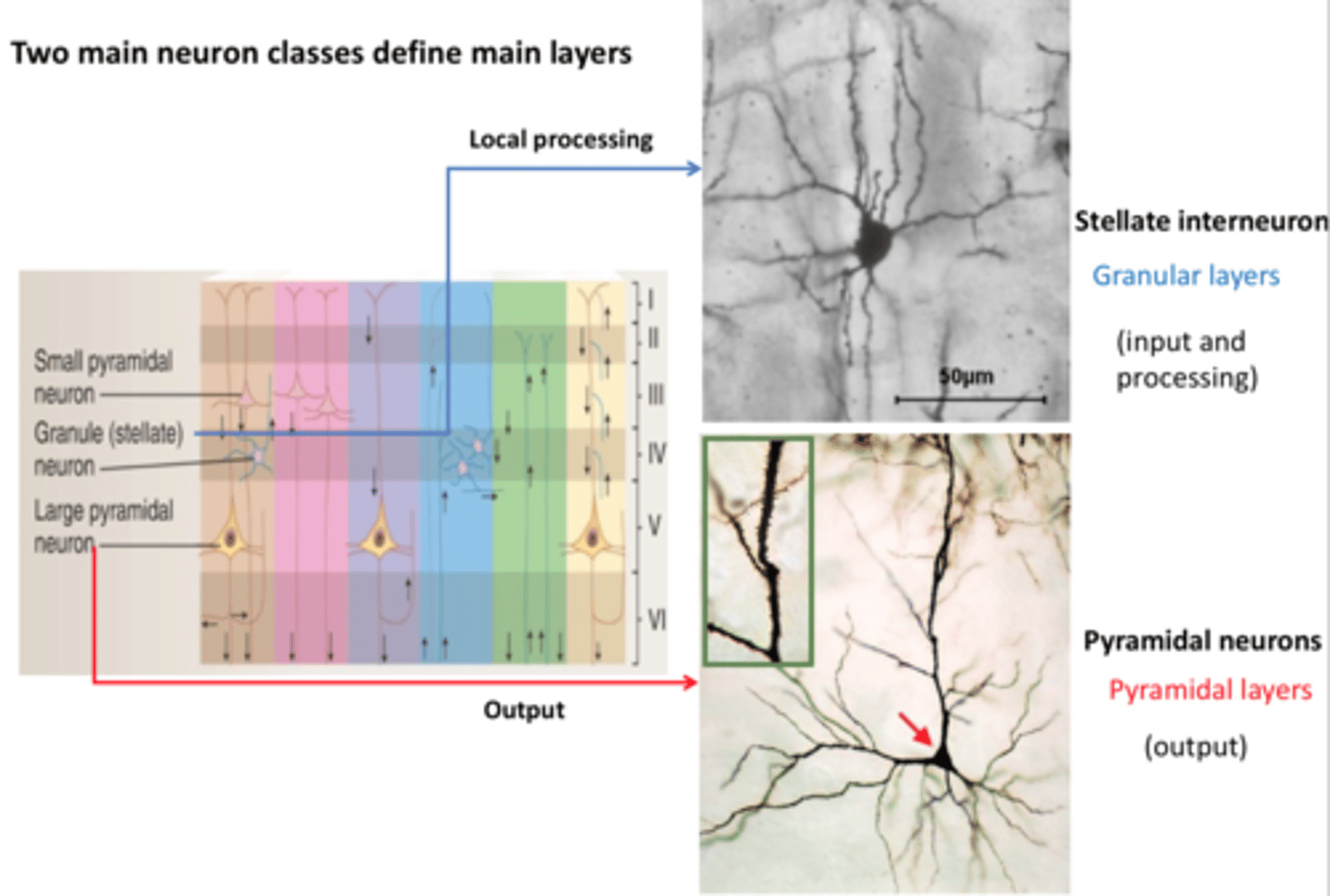 <p>Stellate interneuron - Granular layers (input and processing)</p><p>Pyramidal neurons - Pyramidal layers (output)</p>