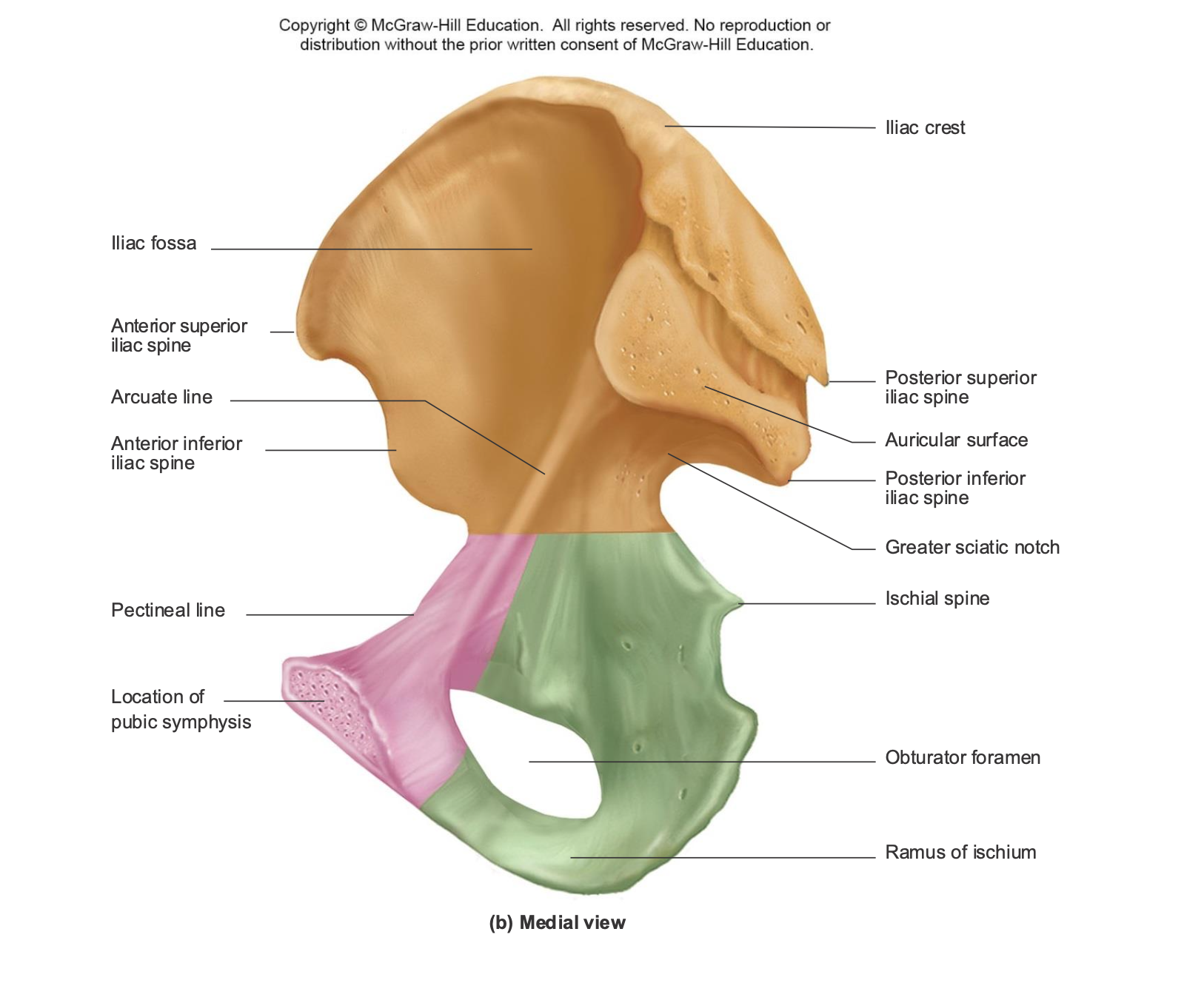 <ol><li><p><span style="background-color: transparent;"><span>Ilium</span></span></p><ol><li><p><span style="background-color: transparent;"><span>Iliac fossa </span></span></p></li><li><p><span style="background-color: transparent;"><span>Iliac crest</span></span></p></li><li><p><span style="background-color: transparent;"><span>Anterior superior iliac spine</span></span></p></li><li><p><span style="background-color: transparent;"><span>Arculate line</span></span></p></li><li><p><span style="background-color: transparent;"><span>Anterior inferior iliac spine </span></span></p></li><li><p><span style="background-color: transparent;"><span>Posterior superior riliac spine</span></span></p></li><li><p><span style="background-color: transparent;"><span>Auriticular surface</span></span></p></li><li><p><span style="background-color: transparent;"><span>Psteriror inferior iliac spine</span></span></p></li><li><p><span style="background-color: transparent;"><span>Greater sciatic notch</span></span></p></li></ol></li><li><p><span style="background-color: transparent;"><span>Ishcium</span></span></p><ol><li><p><span style="background-color: transparent;"><span>Ischilal spine</span></span></p></li><li><p><span style="background-color: transparent;"><span>Ramus of ischum</span></span></p></li></ol></li><li><p><span style="background-color: transparent;"><span>Pubis</span></span></p><ol><li><p><span style="background-color: transparent;"><span>Pectineal line</span></span></p></li><li><p><span style="background-color: transparent;"><span>Location of pubic symphasis</span></span></p></li></ol></li></ol><p></p>