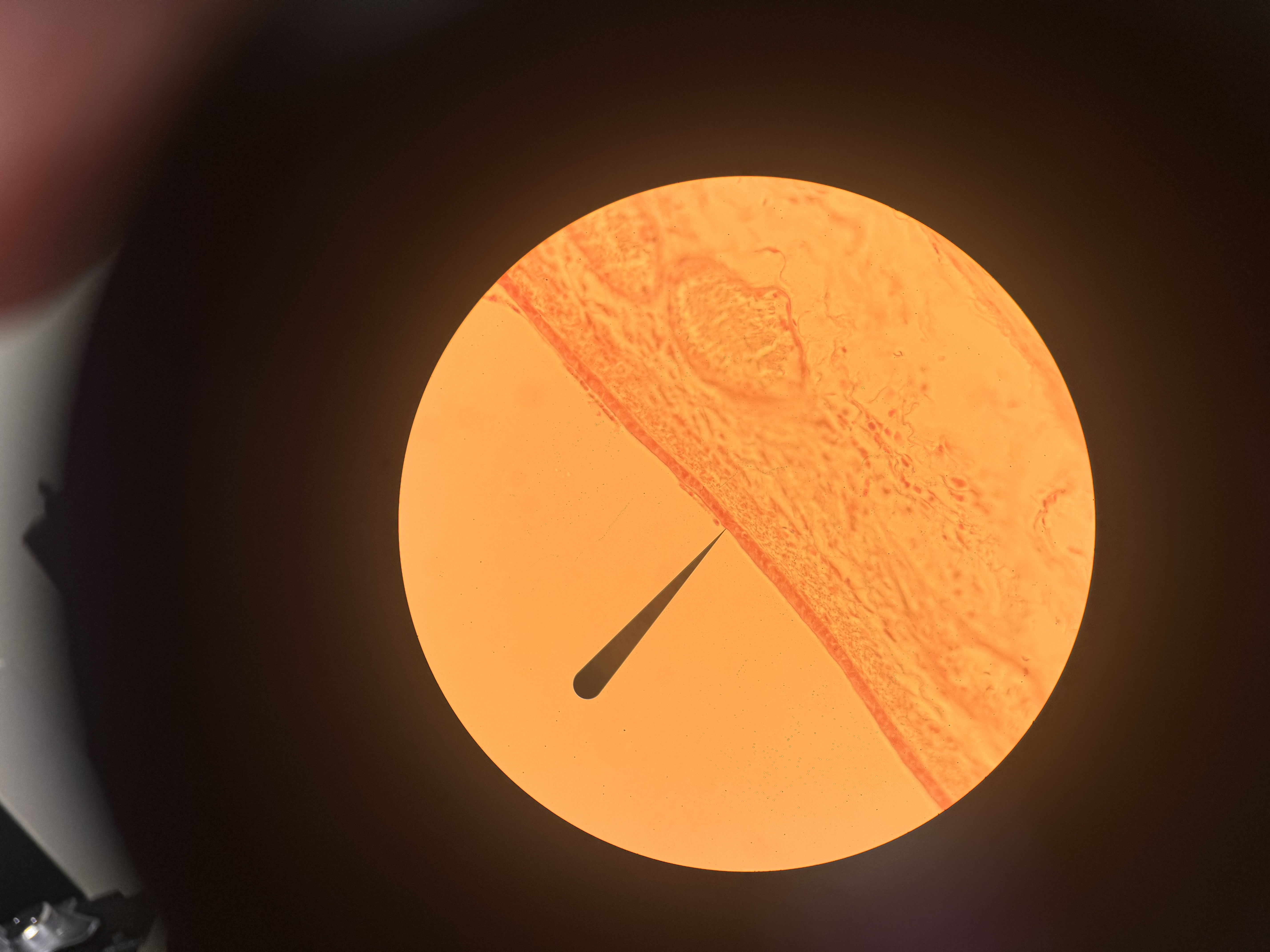 <p>what cell is this </p>