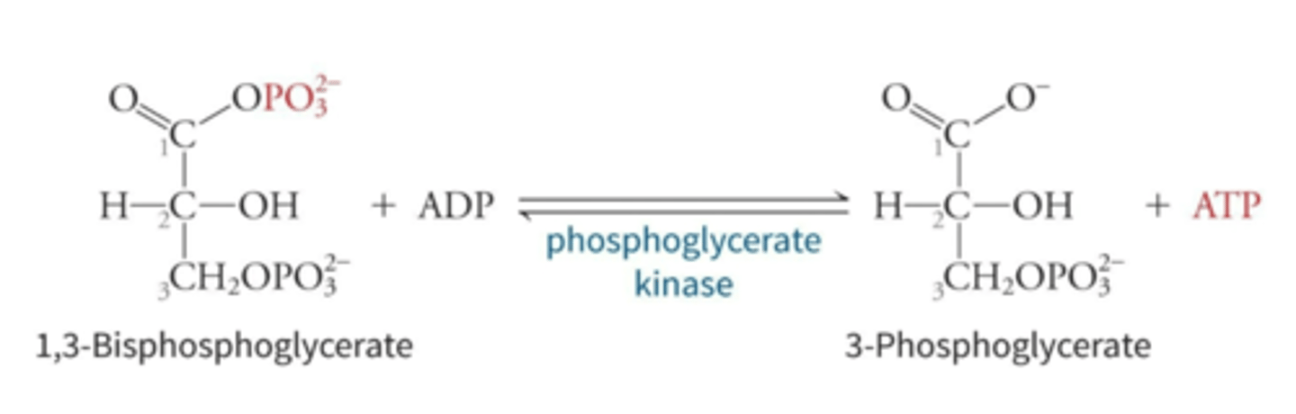 <p>phosphoryl group from 1,3-BPG to ADP.</p>