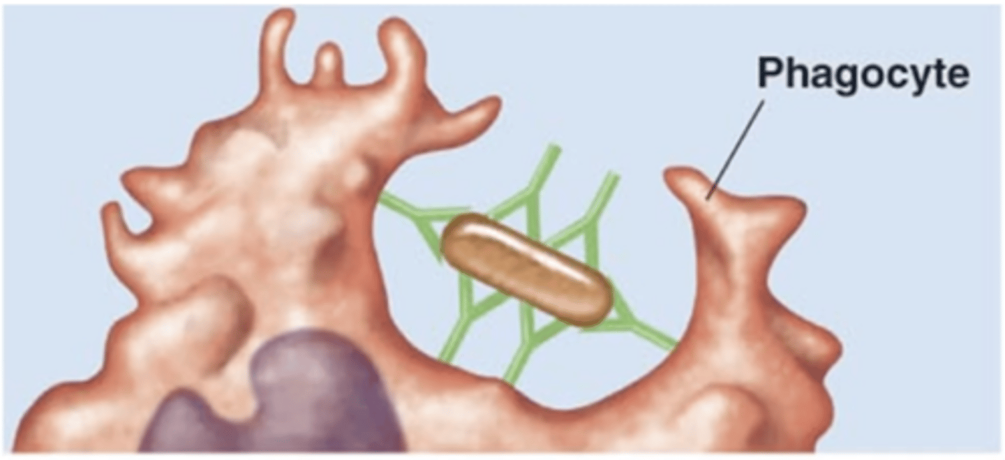 <p>Antibody effects of binding</p><p>Which antibody class(es) is/are involved in opsonization?</p>