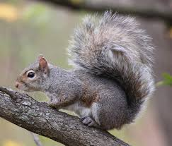 <p>Sciurus carolinensis</p>