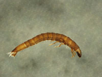 <p>Riffle Beetle larva (class 1)</p>