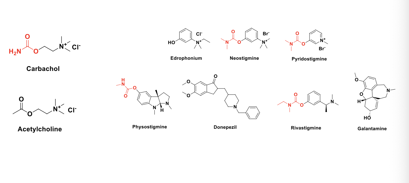 <ul><li><p>direct cholinomimetics (receptor agonists)</p><ul><li><p>ACH</p></li><li><p>carbachol</p></li></ul></li><li><p>indirect cholinomimetics (acetylcholinesterase inhibitors)</p><ul><li><p>edrophonium</p></li><li><p>neostigmine</p></li><li><p>pyridostigmine</p></li><li><p>physostigmine</p></li><li><p>donepezil</p></li><li><p>rivastigmine</p></li><li><p>galantamine</p></li></ul></li></ul><p></p>