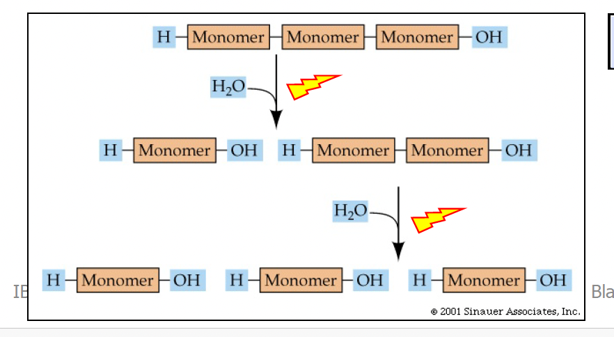 <ul><li><p>Breaking apart polymers (bonds) into monomers using water</p></li></ul><ul><li><p>Catabolic</p></li><li><p><strong>In: water</strong></p></li><li><p><strong>Out: energy</strong> (<strong><u>exergonic</u></strong> react.)<span> </span></p></li></ul><p></p>