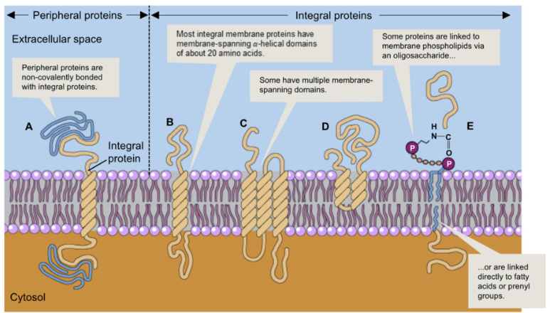 <ul><li><p>Integral Proteins:</p><ul><li><p><strong>embedded in plasma membrane</strong> or attached via <strong>covalent bonds</strong>&nbsp;</p><ul><li><p>transmembrane proteins span the plasma membrane</p></li><li><p>embedded proteins within the membrane </p></li><li><p>proteins anchored to membrane by covalent bonds&nbsp;</p></li></ul></li></ul></li></ul><p></p><ul><li><p>Peripheral Proteins:</p><ul><li><p>located at extracellular or intracellular surface of membrane</p><ul><li><p><strong>bound to surface or non-covalently bonded to integral proteins</strong></p></li></ul></li></ul></li></ul><p></p>