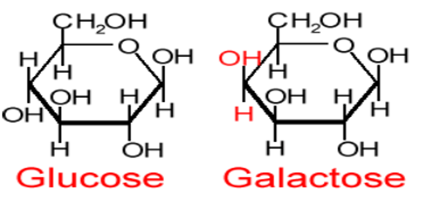 <p>OH bond location at the 4th carbon (glucose is bottom, galactose is top)</p>