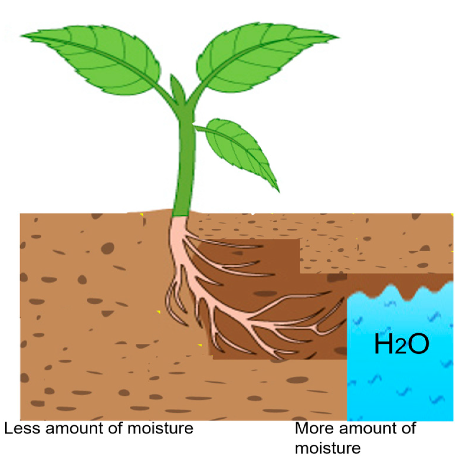 <p>Growth of a plant in response to moisture (eg: roots grow toward source of moisture in the soil)</p>