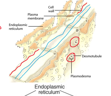 <p>strands of endoplasmic reticulum</p><ul><li><p>extends through the pits to connect adjacent cells</p></li></ul><p></p>