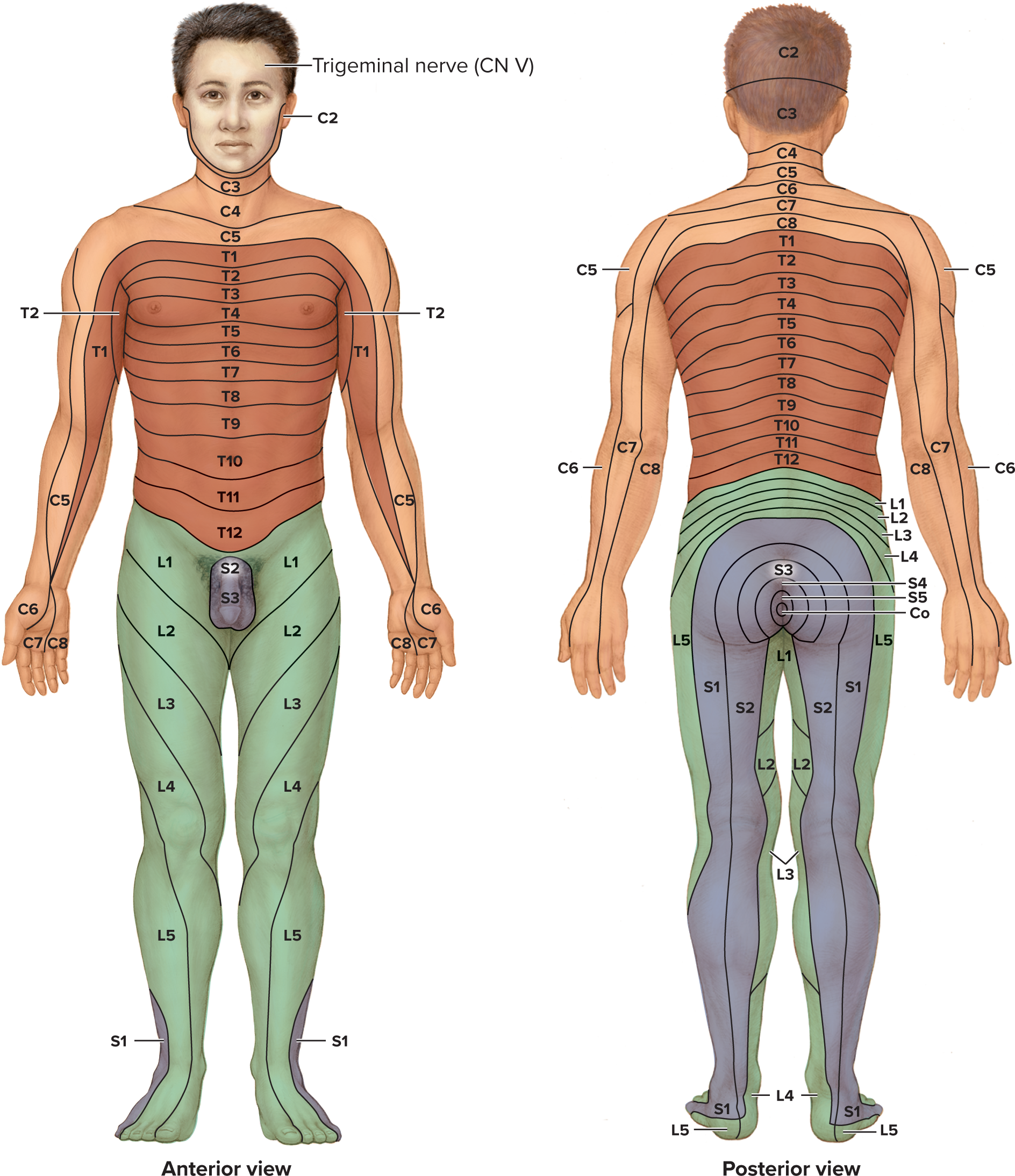 <ul><li><p>A <strong>dermatome</strong> is a specific segment of <strong>skin</strong> that is supplied by a <strong>single spinal nerve</strong>. (All spinal nerves except C1 innervate skin).</p></li><li><p>A <strong>dermatome map</strong> shows the segmented pattern of skin innervation across the body (e.g., T10 innervates the navel area)</p></li></ul><ul><li><p><strong>Clinical Importance:</strong></p><ul><li><p><strong>Spinal Nerve Damage:</strong> Numbness (<strong>anesthesia</strong>) in a specific dermatome (e.g., C8 area of the arm) indicates damage to that nerve.</p></li><li><p><strong>Shingles:</strong> The rash typically follows the path of <strong>one or several dermatomes</strong>.</p></li><li><p><strong>Referred Visceral Pain:</strong> Pain from an internal organ can be mistakenly perceived in a distant, corresponding dermatome (e.g., appendix pain (T10 region) is felt near the navel, not the actual organ site).</p></li></ul></li></ul><p></p>