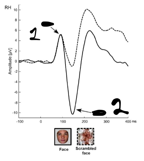 <p>In the oddball task, label the ERPs</p>
