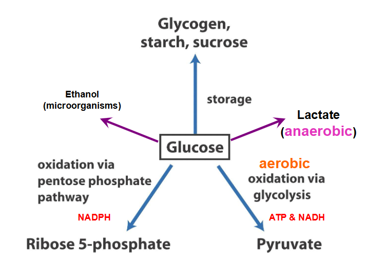 <p>DIAGRAM ON SLIDE 3</p>