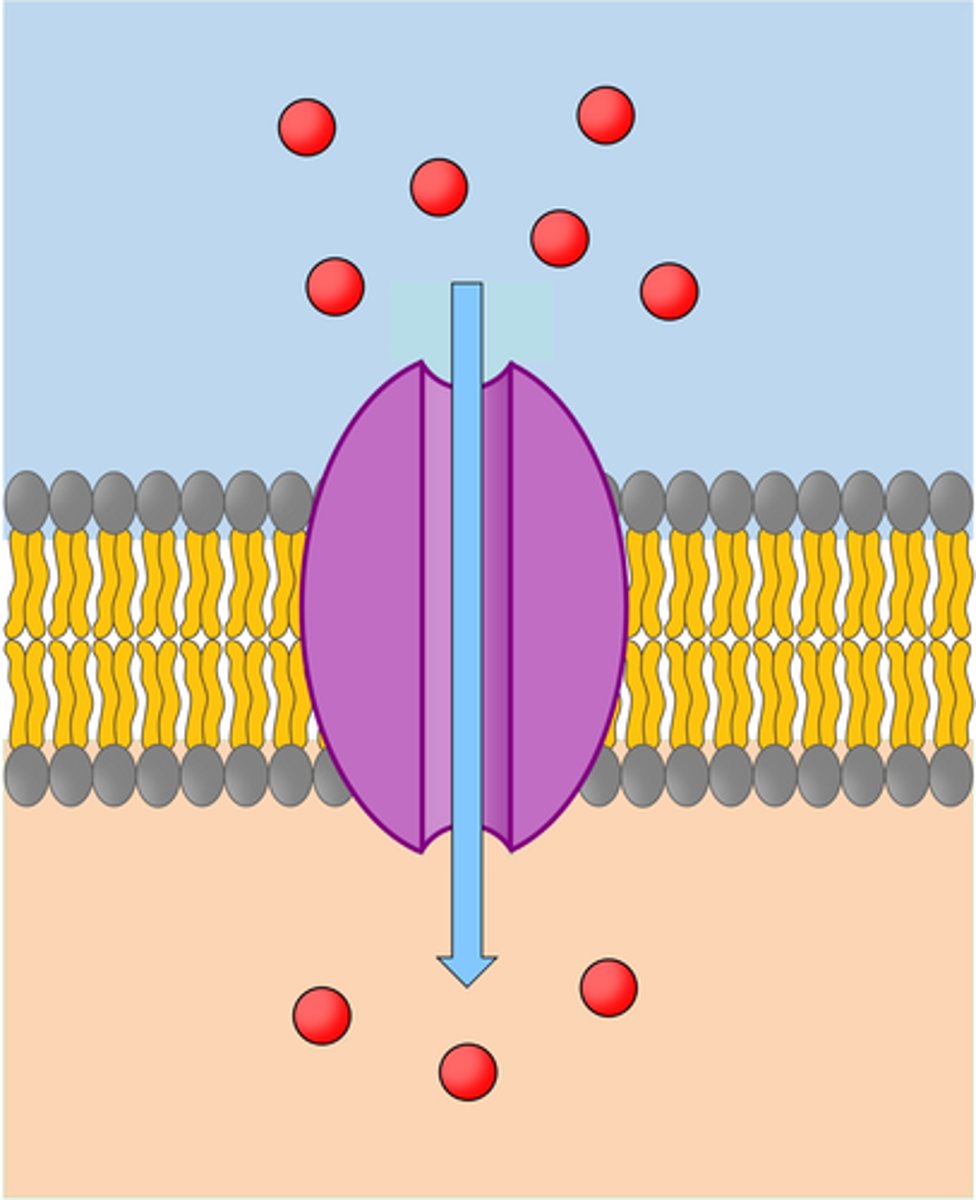 <p>Ions e.g. Na+ pass through the protein pore (space in the middle)</p>