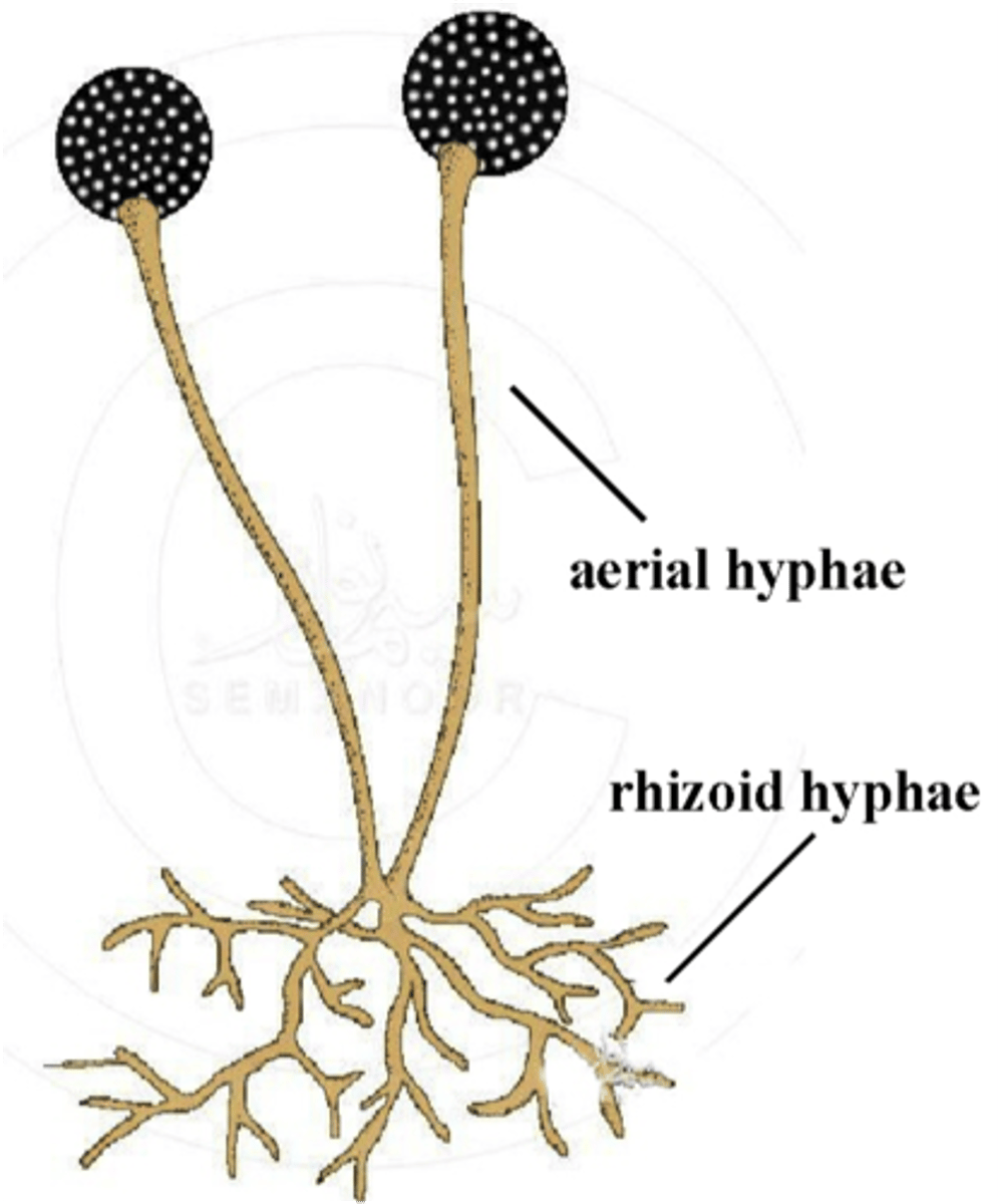 <p>specialized hyphae that anchor fungi</p>