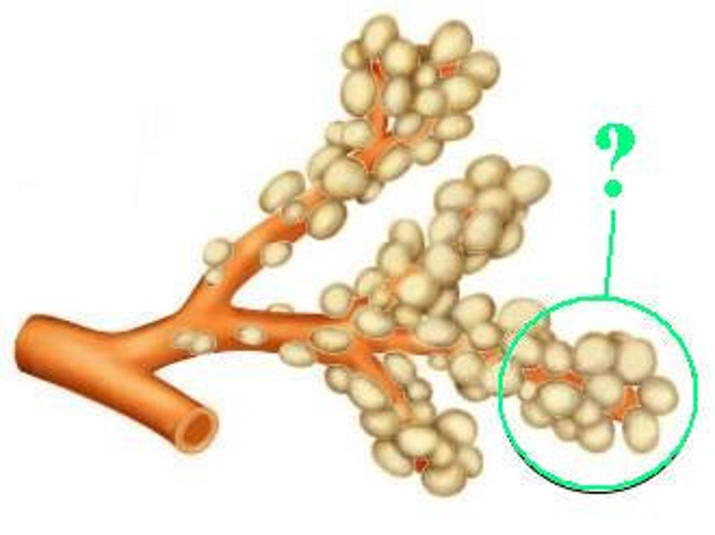 <p>Identify the indicated structure.</p>