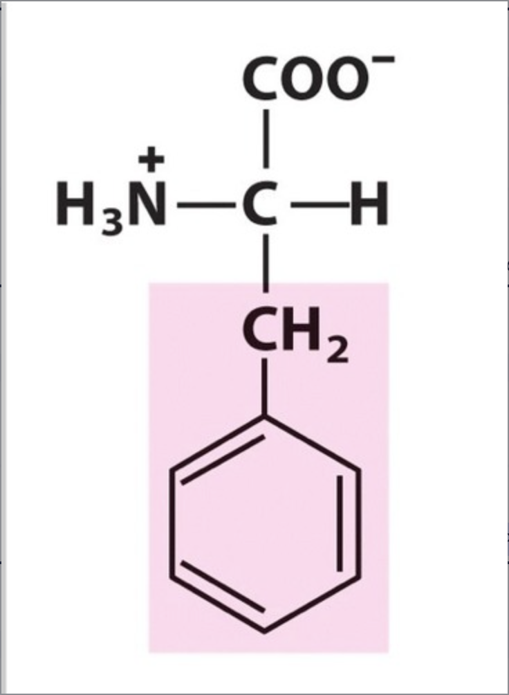 <p>Phe / F. pKa Neutral. IP: 5,48. Unpolar, hydrophobic.</p>