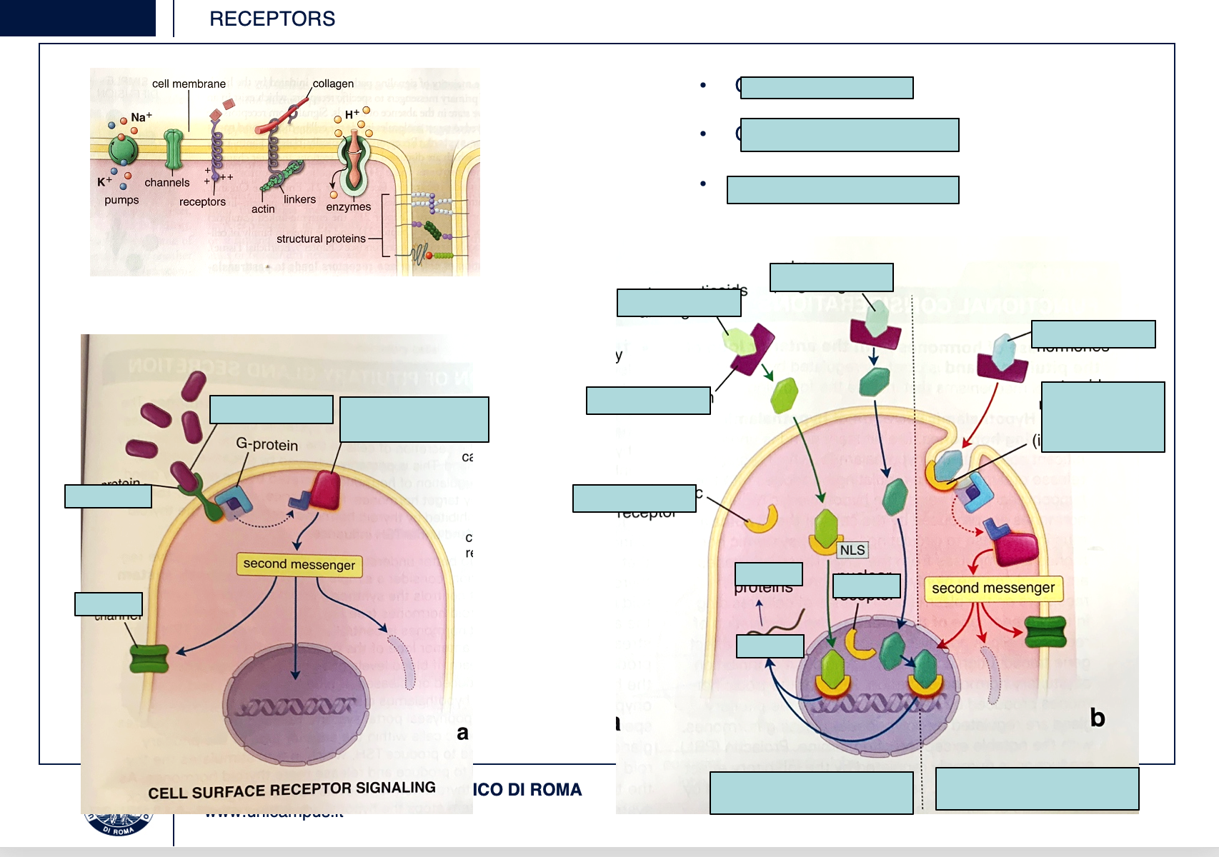<p>LABEL AND EXPLAIN THIS EXAMPLE OF INTRACELLULAR RECEPTORS</p>