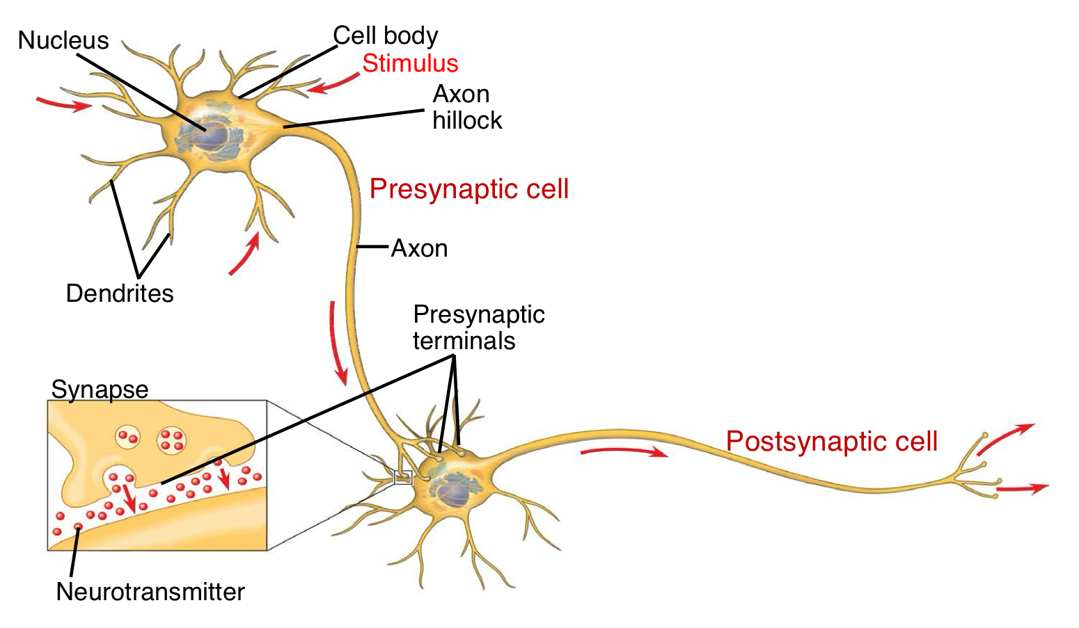 <p>Excitable cell carrying electrical signals, constituting the nervous system.</p>