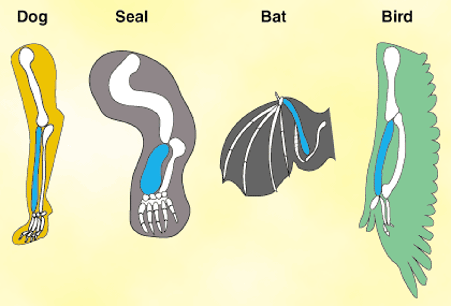 <p>similar structures that related species have inherited from a common ancestor</p>