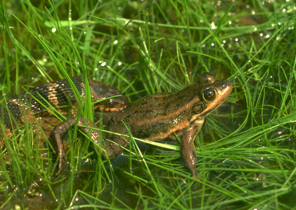 <p>smallish frog, light stripes on sides (2 on each side)- no dorsolateral ridges, longest toe extends well beyond webbing</p>