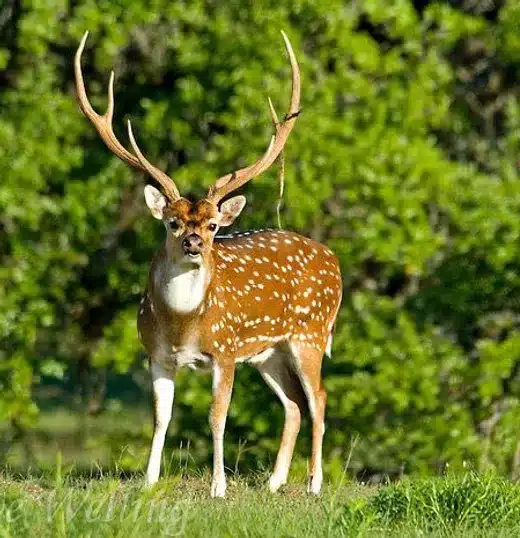 <p>Order? Family? Genus? Scientific Name? Common Name?</p>