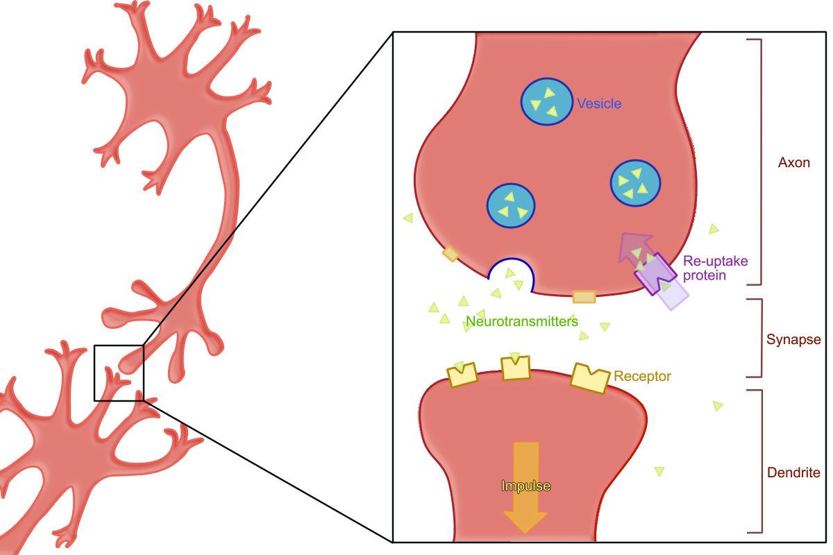 <p>Leftover neurotransmitters are reabsorbed into the axon terminal</p>