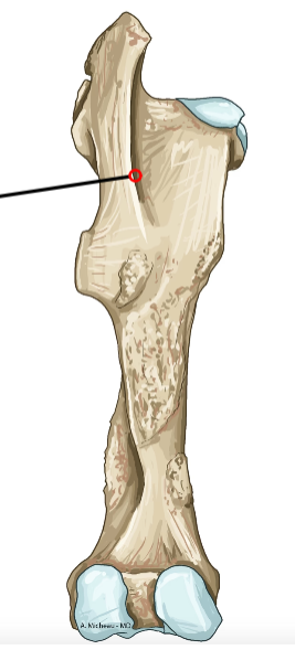 <p>Depression between trochanters; insertion of obturator externus.</p>