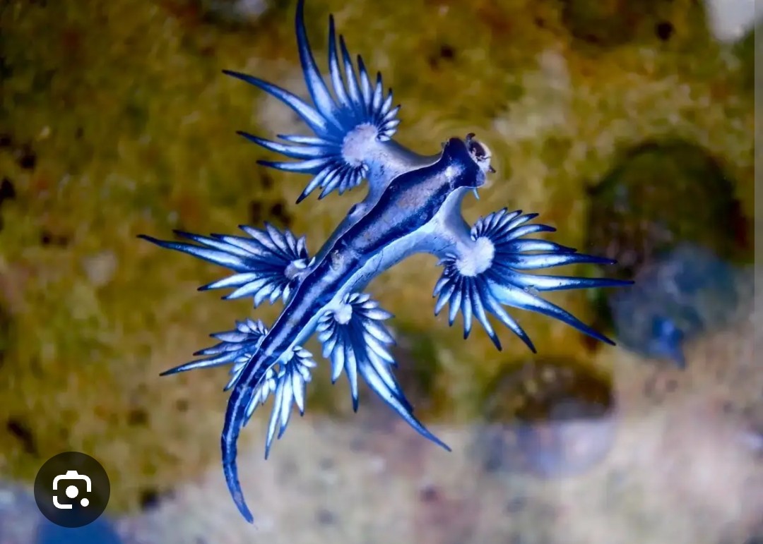 <p>Glaucidae family</p><p class="has-focus is-empty is-editor-empty">venomous marine animals, primarily the Portuguese man o' war</p><p class="has-focus is-empty is-editor-empty">silvery-blue, torpedo-shaped body with dark blue stripes on the head, and six wing-like appendages called cerata that are arranged in clusters</p><p class="has-focus is-empty is-editor-empty"></p><p class="has-focus is-empty is-editor-empty"></p>