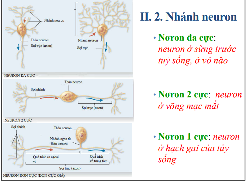 <p>Neuron đa cực(nhiều sợi nhánh và 1 sợi trục)-sừng trước tủy sống và vỏ não</p><p>Neuron 2 cực(1 sợi nhánh và 1 sợi trục)-võng mạc mắt</p><p>Neuron 1 cực(không có sợi nhánh)-hạch gai tủy sống</p><p>Axon chỉ có LNCT. Còn dendrite có cả LNCT, LNCN và ribosome</p>