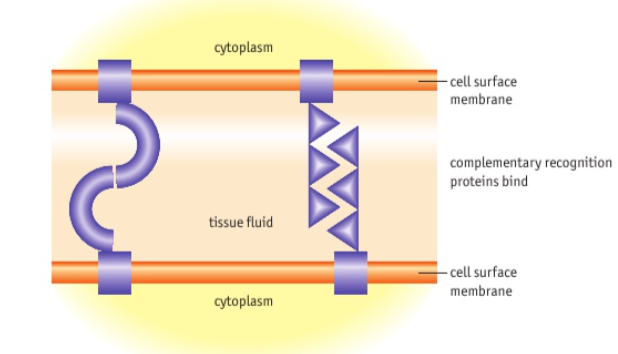 <p>How are cells organised into tissues?</p><p>Cells have specific ________ proteins - adhesion molecules, on their cell _____membranes. _______ molecules help cells to recognise other cells like themselves and ____ to them. A small part of each recognition protein is _______ in the cell surface membrane; a larger part _______s from the membrane. This exposed section binds to ____________ proteins on the a_______ cell. The particular recognition _______ synthesised by a cell determine which cells it ___ and _____ attach to. If cells from _________ tissues are separated and then mixed together, they reform into the tissues as the recognition protein ____.</p>