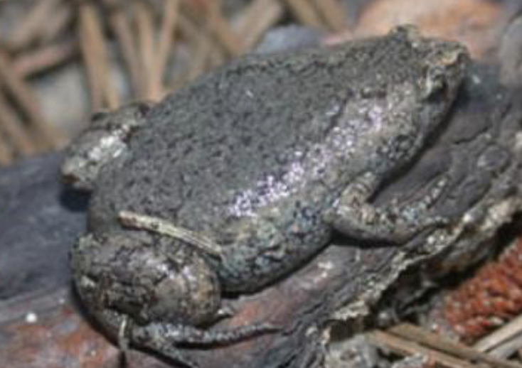 <p>what amphibian is this </p>