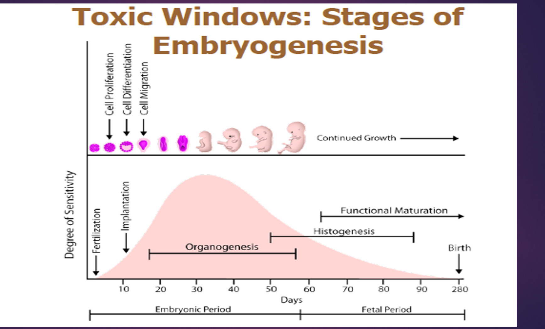 1. pre implantation (conception - 17days)

2. embryonic (18-58 days post conception ... organogenesis occurs)

3. fetal (58  days to birth)