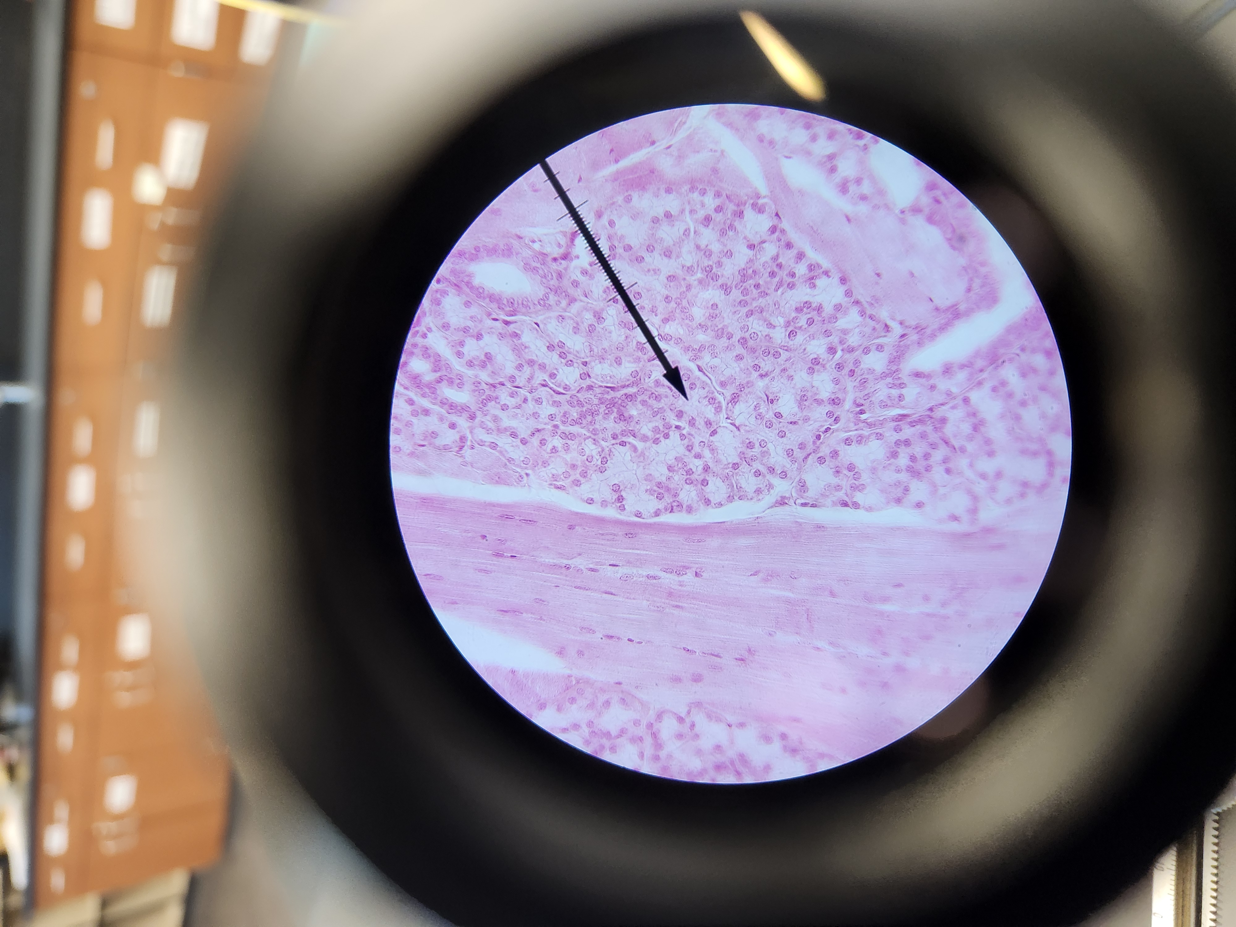 <p>[Histology] Function? </p>