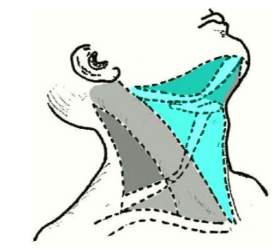 <p>Передний (2 медиальных) треугольник шеи</p>