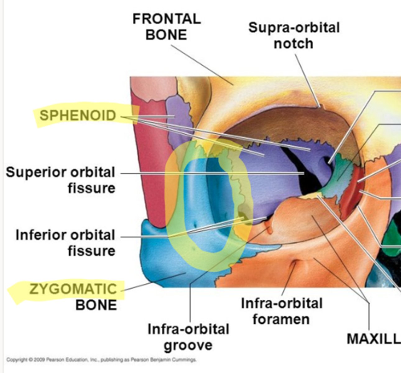 <p>formed by the zygomatic bone and greater wing of sphenoid bone</p>