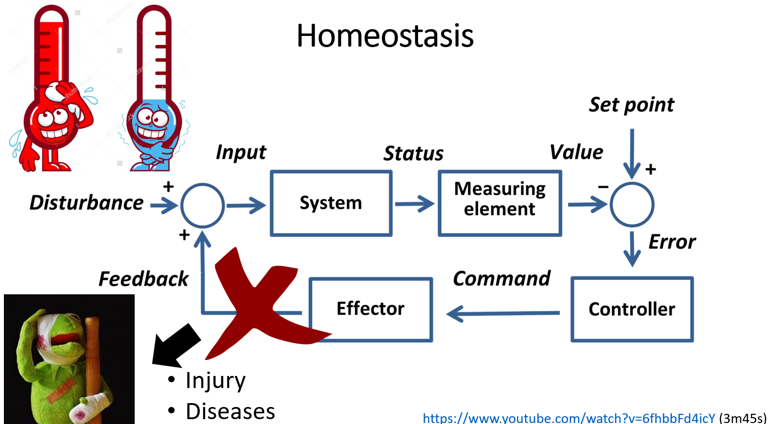 <p>Everything is in equilibrium in the system within their norm. This allows the body to have its optimal function. Disease and injury are cases in which the homeostasis is disturbed.</p>