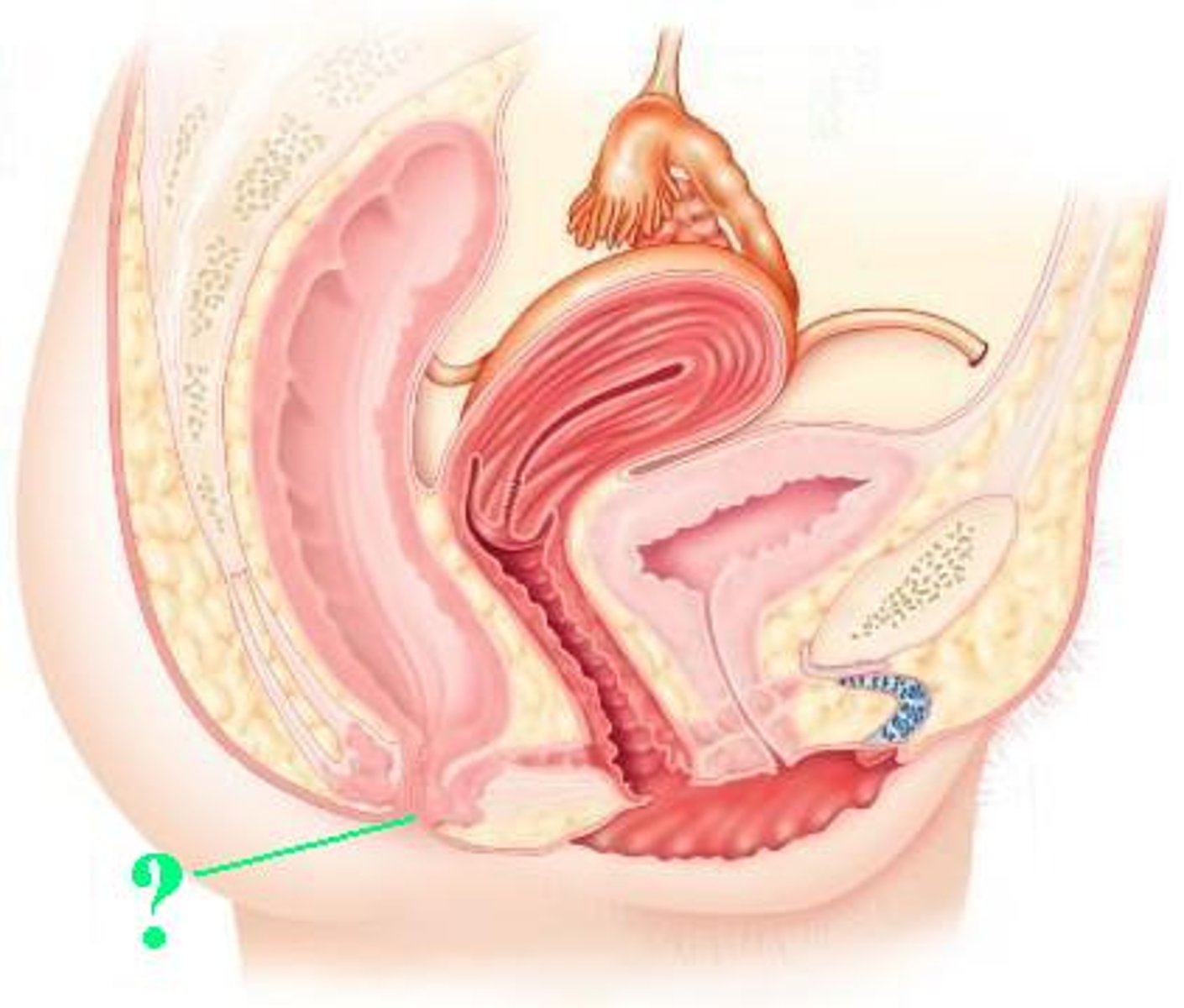 <p>Identify the indicated structure.</p>