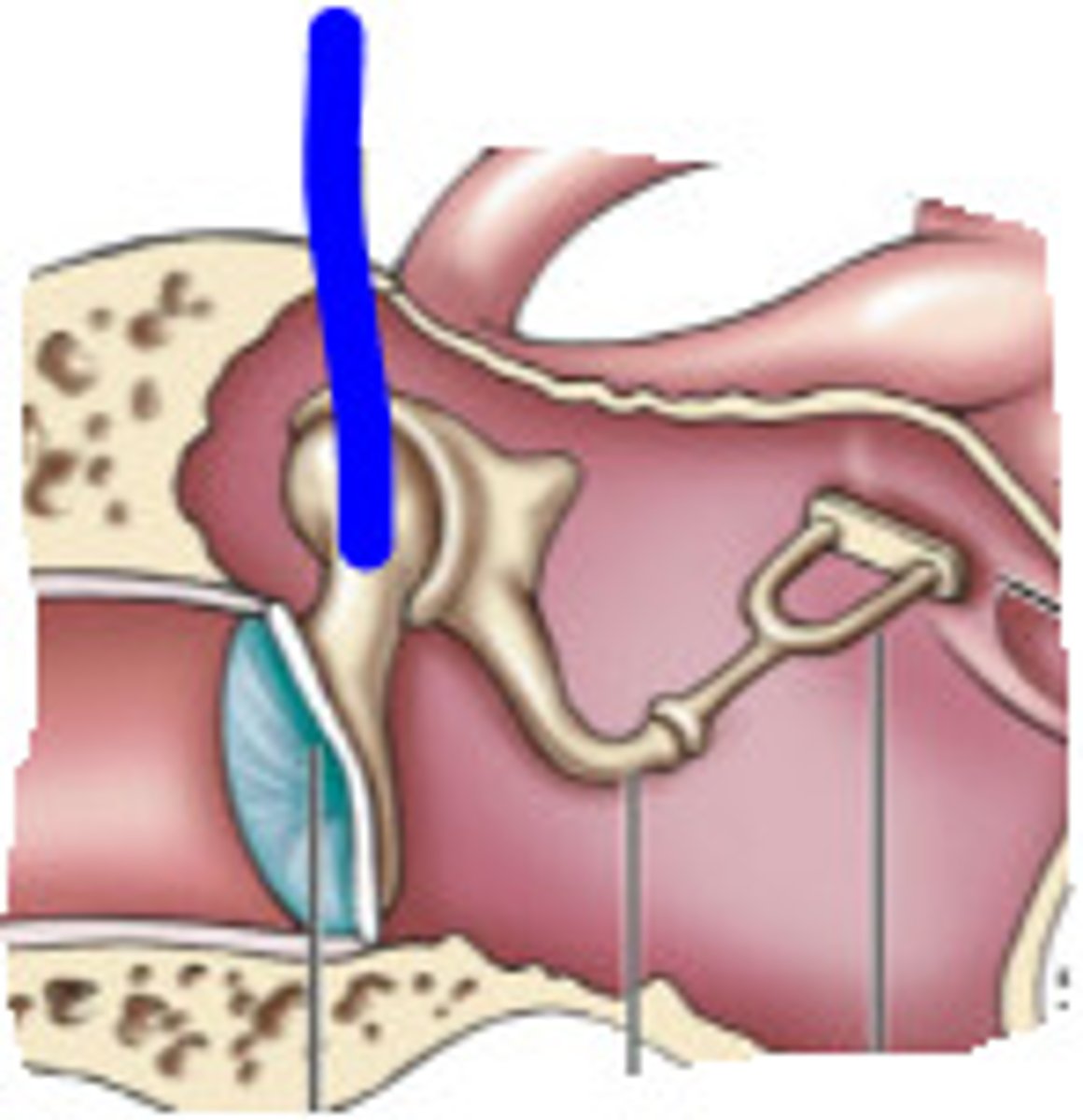 <p>A tiny bone that passes vibrations from the eardrum to the anvil</p>